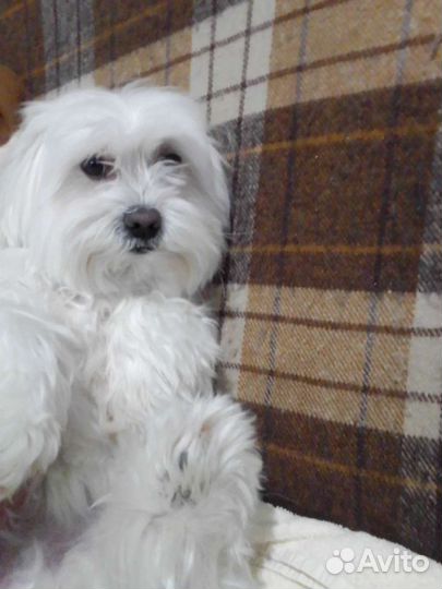 Передержка домашних животных