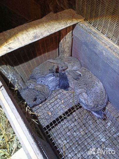 1.5 месячные крольчата