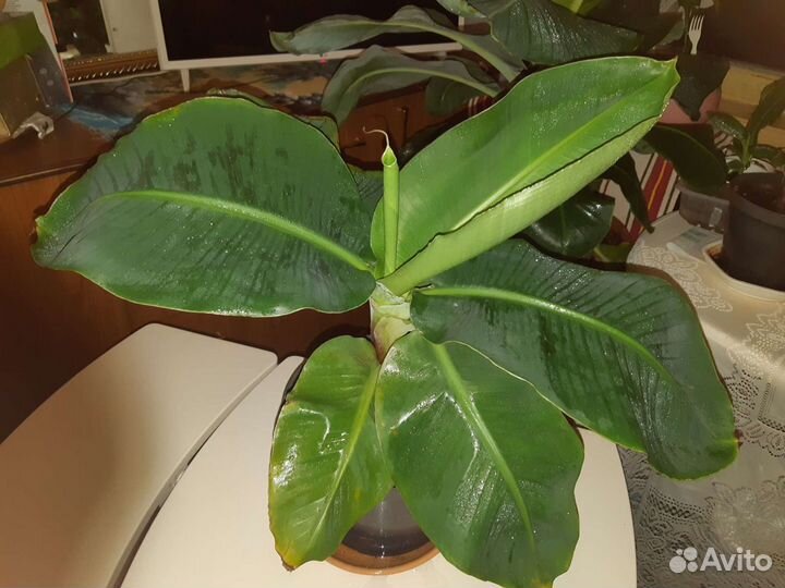 Банановая пальма