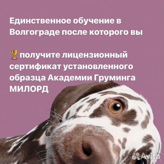 Курс по грумингу