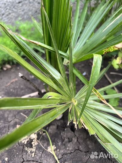 Пальма трахикарпус