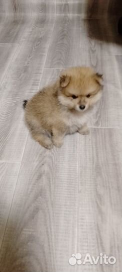 Шпицы детки