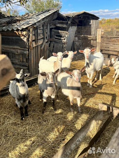 Козы дойные,козочки молодые и козел