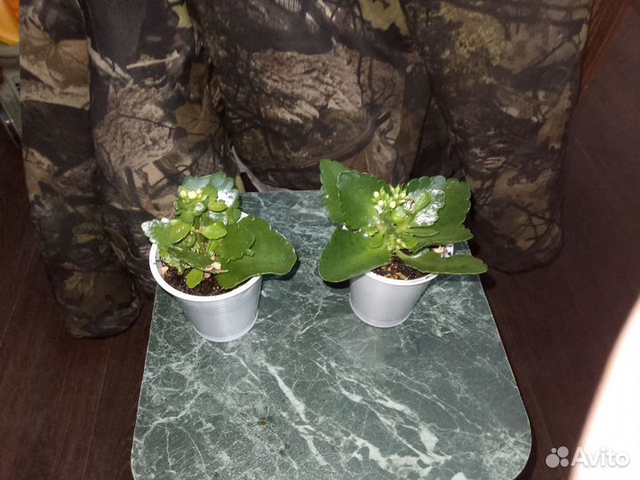 Каланхоэ цветущий