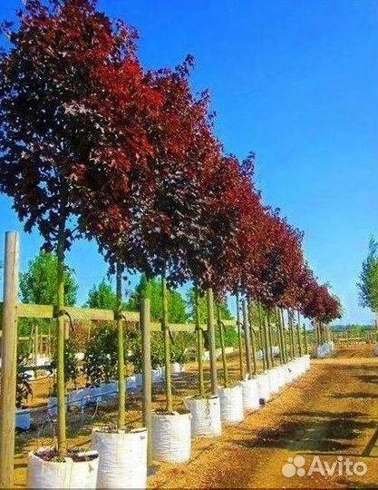 Лиственные на штамбе