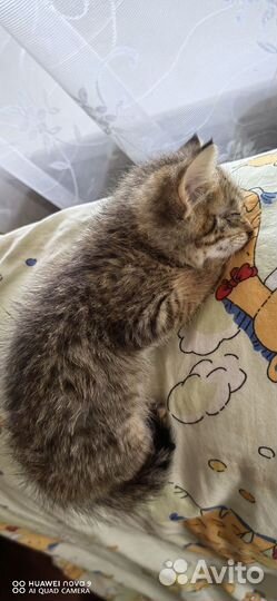 Котики бесплатно