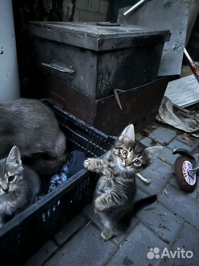 Котята в добрые руки