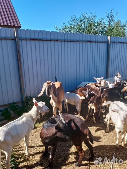 Нубийско-заненские козочки