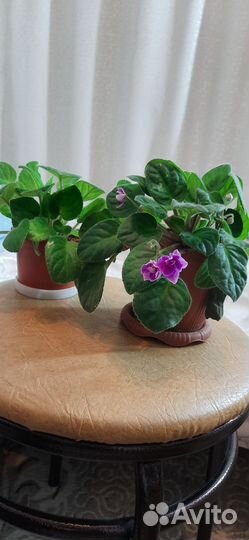 Фиалка в горшках