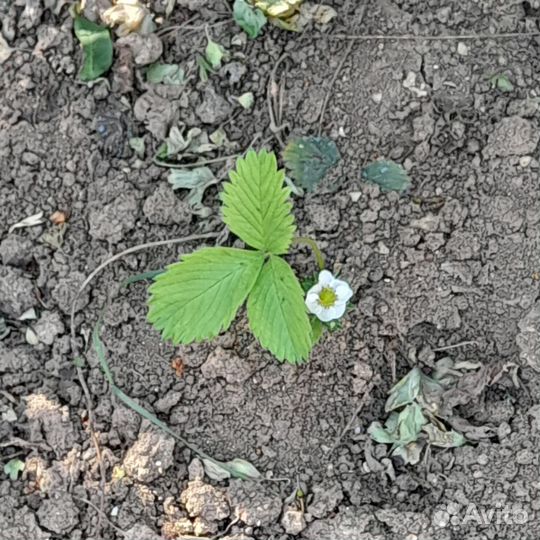 Саженцы земляники клубники