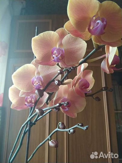 Орхидея фаленопсис