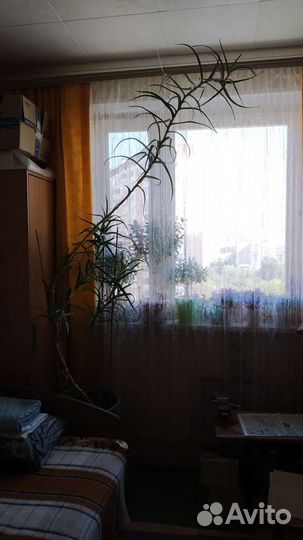 Алоэ столетник