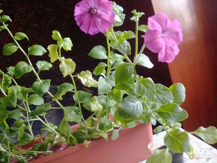 Саженцы петунии