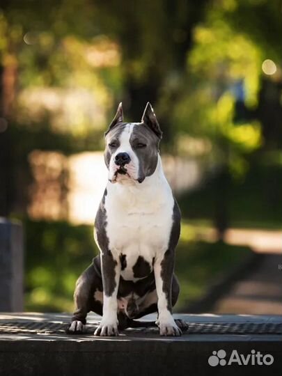 Кобель амстафф открыт для вязок