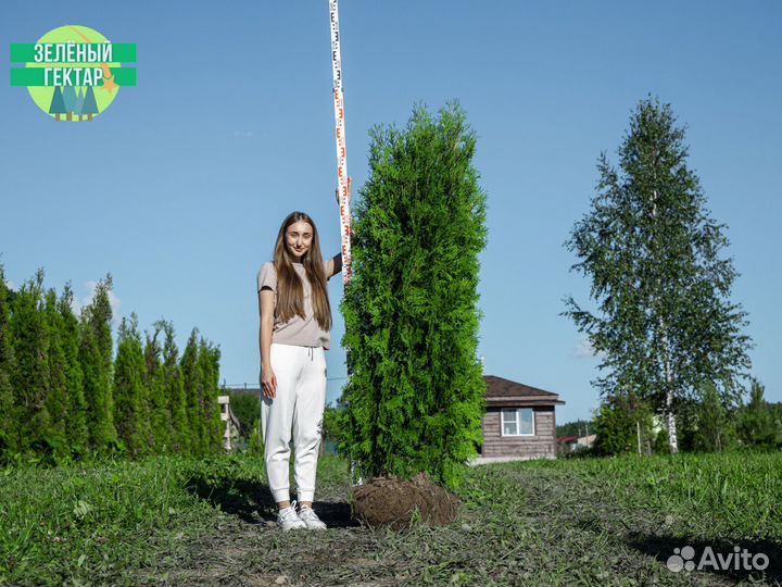 Туи колумна 200 см свежая копка 2023