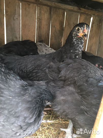 Инкубационное яйцо кур Джерсийский гигант