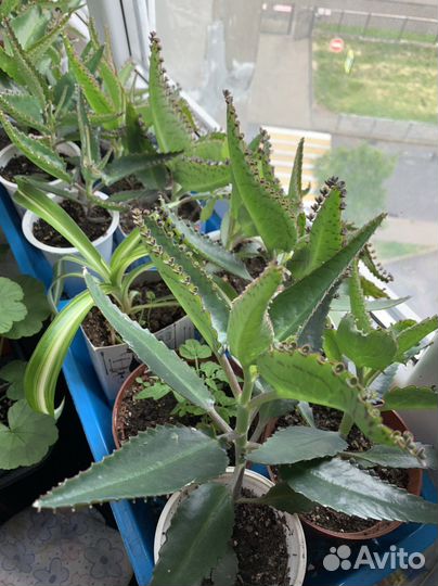 Каланхое лечебное