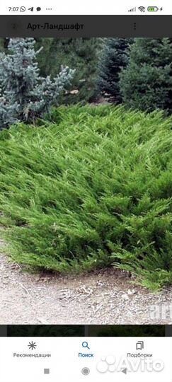 Можжевельник Казацкий