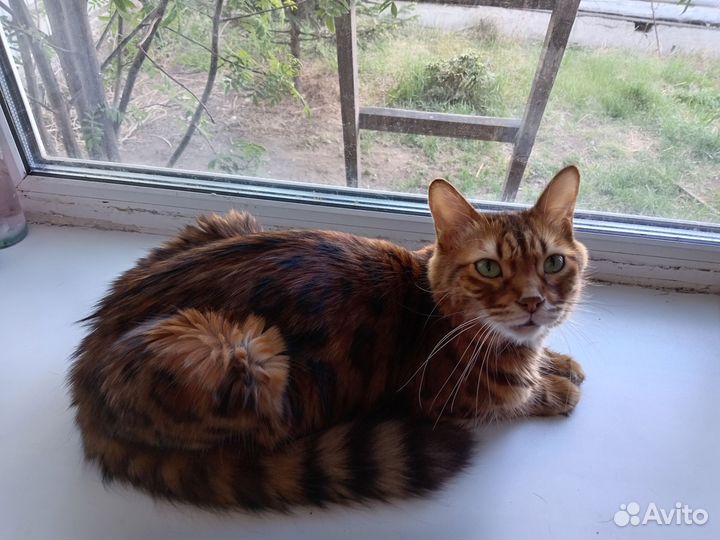 Бенгальская