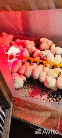 Цыплята бройлеры росс 308