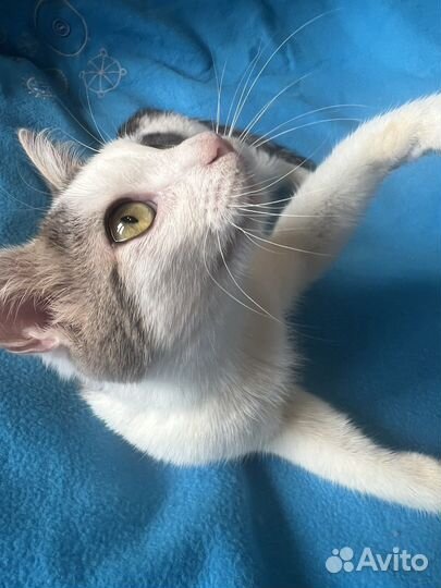 Котята в добрые руки бесплатно