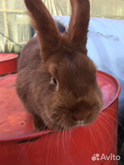 Кролики строкачи, нзб, нзк, бсс, венский голубой