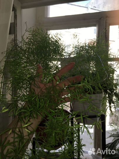 Аспарагус шпренгера