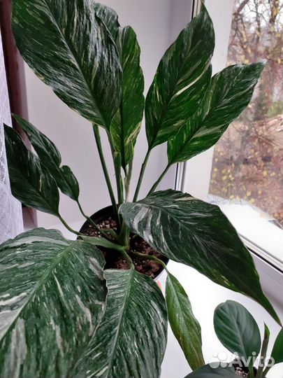 Комнатные цветы