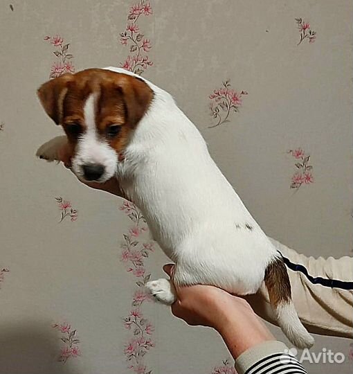 Щенки джек рассел терьер с документами