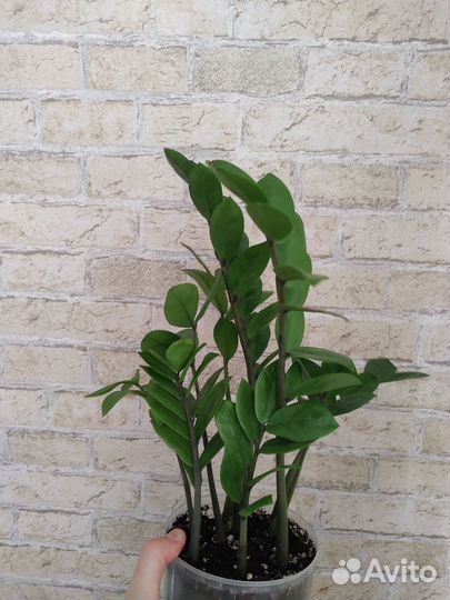 Замиокулькас