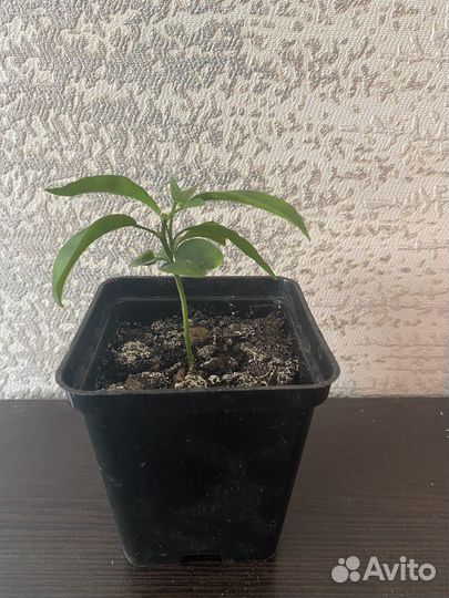 Комнатные растения