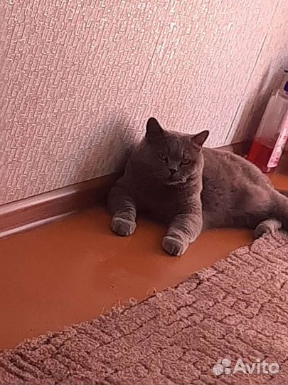 Британская