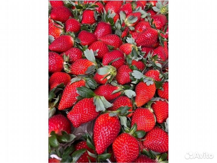 Шоколадные бананы KLL-8003