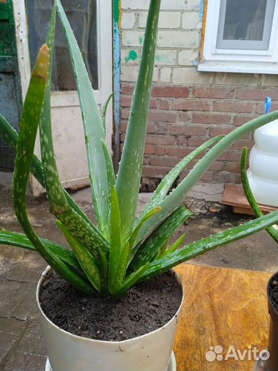 Алоэ, алое вера, лечебный