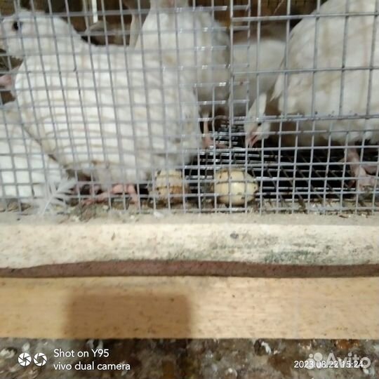 Перепелинное мясо