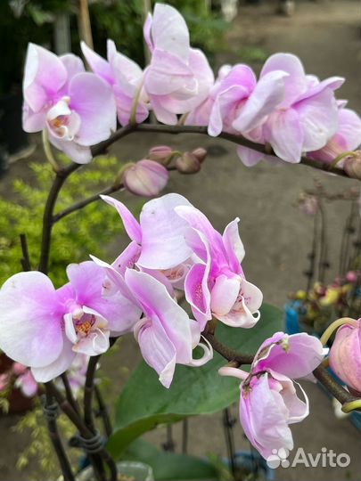 Орхидея фаленопсис мультифлора