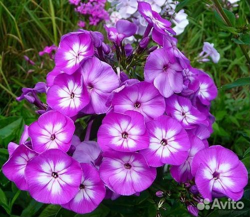 Садовые растения