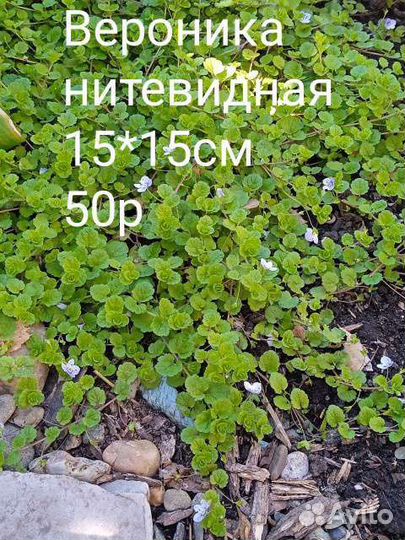 Почвопокровные растения