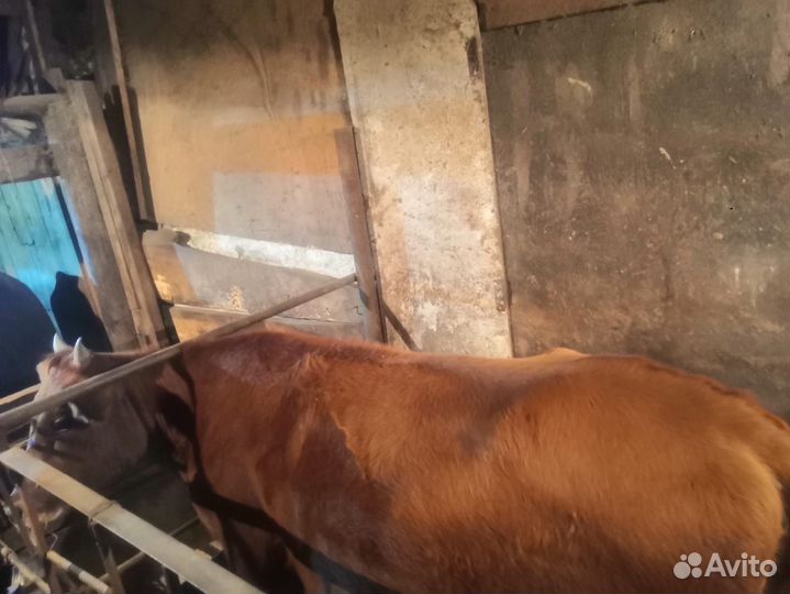 Бычок и телки