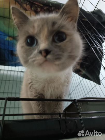 Кошка в добрые руки