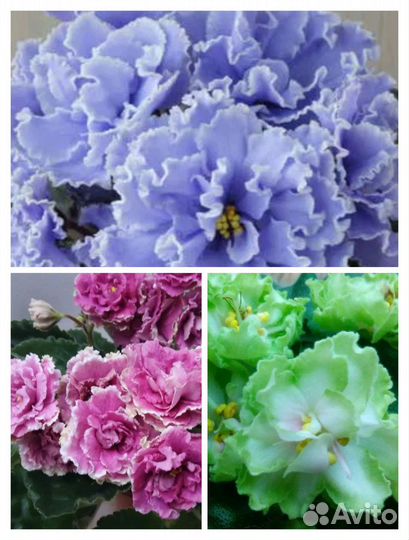 Детки фиалок наборами