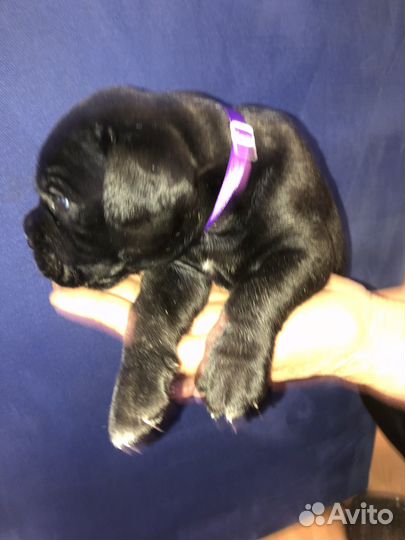 Щенки Кане Корсо