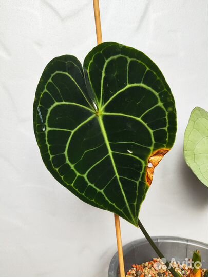 Антуриум Кларинервиум/Clarinervium