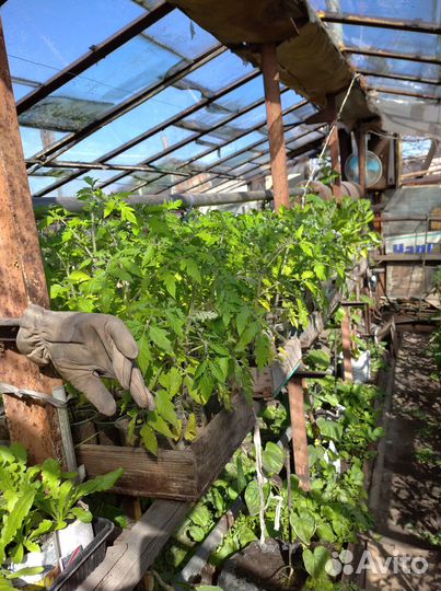 Рассада томатов