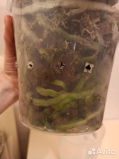 Орхидея фаленопсис