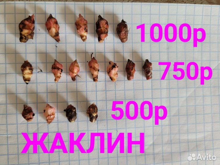 Клубни алоказий