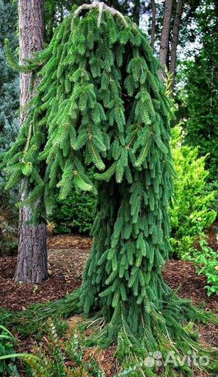 Ель Инверса,Круэнта