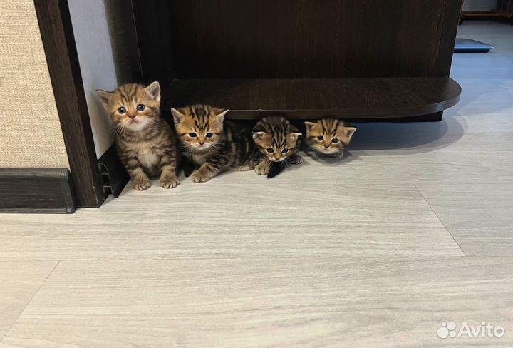 Шотландские котята