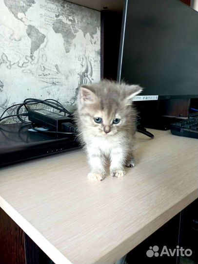 Ласковая девочка в добрые руки