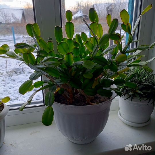 Комнатные растения